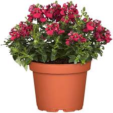 Image result for ostruhatka