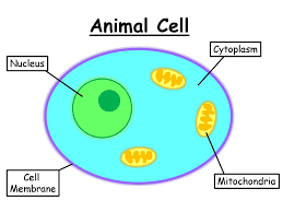 Visit our website for more information about our services or to speak to an expert. Animal Cell Ppt Download