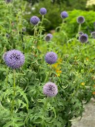 Image result for Tapinanthus constrictiflorus