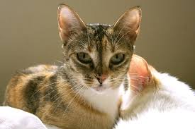 Cats can be considered adults around the time their growing slows down, between 9 and 12 months. When Do Cats Stop Growing My Feline Buddy