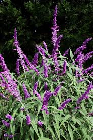 Ornamental mexican sage (salvia leucantha) produces tall spikes of brilliant purple flowers in late summer. Salvia Leucantha Midnight Midnight Mexican Bush Sage For Sale 17 00 Sun Perennials Plant Delights Nursery