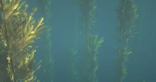 The software may be installed on most operating systems, including windows, macos, gnu/linux and bsd. Atlas Graphics On Twitter Oceans Are Getting Some Love Finally Kelp Is Now Fully Textured With 16 Variations And A Custom Model Not Only That But It S Also Fully Animated See Our