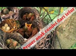 Malibu mule | rum drinks,. Anak Cendet Dari Telur Sampai Youtube