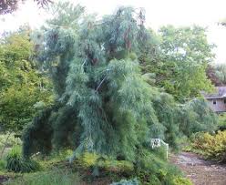 Garden with pink flowering weeping plum trees. Weeping Trees Weeping Trees Conifer Garden Conifer Landscaping