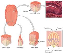 We did not find results for: Taste And Smell Boundless Biology