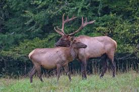 Heath balds are composed of shrubby plants, and. Bull And Cow Elks At The Great Smoky Mountains National Park Photograph By Ina Kratzsch