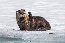 Hi Human How S It Going The Daily Otter Otters Baby Otters Otters Holding Hands
