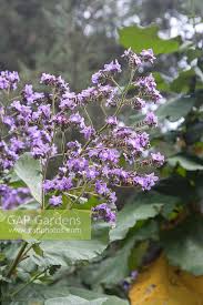 Image result for Wigandia urens