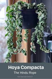 The Hindu Rope Hoya Compacta Also Known As Hoyas The Hindu Rope Is A Draping Succulent Vine That Produces Waxy Flowe Hanging Succulents Inside Plants Plants