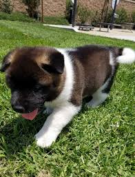 Our dogs are imported from champion japanese lines with akiho or nippo pedigrees. Akita Puppies For Sale Akita Puppies