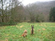 Dog Lovers Gold Hondenforum