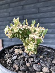 Image result for Dorstenia buchananii