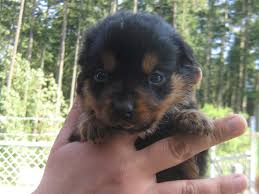 Maybe you would like to learn more about one of these? Spca Rescues Seven Rottweiler Pups Plus Mom Ctv News