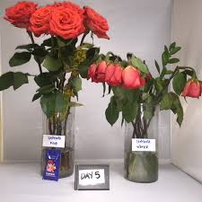 Sucrose is a key ingredient in the recipe for conservative flower. Chrysal Flower Food 50 Packets Fresh Cut Flowers Clear Formula Hydrate Nourish Plant Food Aliexpress