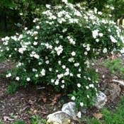 Usda zone 4 and warmer. Photo Of The Entire Plant Of Rose Rosa Darlow S Enigma Posted By Maryinla Garden Org
