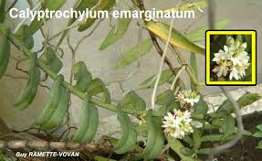 Image result for Calyptrochilum