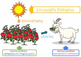 Հայթեգ - Ըստ նյութափոխանակության բնույթի և էներգիայի ստացման եղանակների՝  կենդանի օրգանիզմները բաժանվում են երկու հիմնական խմբի՝ 1 ...