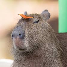 Capybara cartoon for you design. Capybara Most Chill Animal