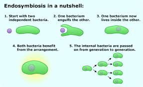 This video shows you how to pronounce eukaryotic From Prokaryotes To Eukaryotes