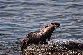 Lake Superior Otters En Hovland Minnesota Lake Superior Lake Otters