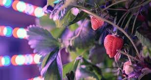 Agricool Topager Ces Start Up Misent Sur L Agriculture Urbaine Agriculture Urbaine Agriculture Start Up