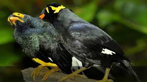 Rahasia Mengapa Burung Beo yang Bisa Berumur Panjang - TribunNews.com