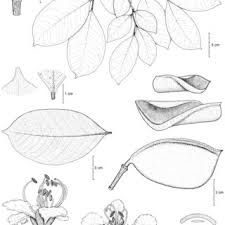 Image result for Tessmannia anomala