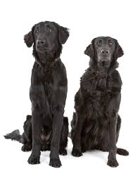Who are the breeders of flat coated retrievers? Curly Coat Retriever Hairstyle 817
