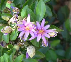 Image result for Grewia holstii