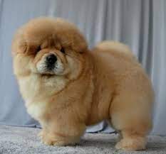 Pin By Patrisha85 Abby On Chow Chow Chow Chow Puppy Chow Chow Cute Puppies