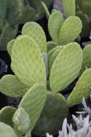 Image result for Opuntia