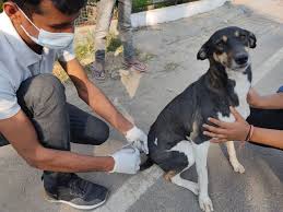 Helping Hands For Animals conducts vaccination of indie dogs in Ghaziabad -  The CSR Journal