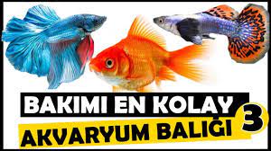 akvaryum baliklari panosundaki pin