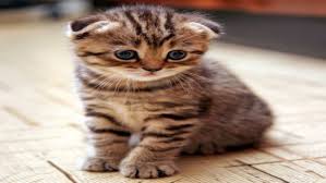 Scottish Fold Kedi Sahiplendirme Ucretsiz Kedi Sahiplendirme