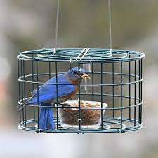 Caged Bird Feeders For Small Birds Duncraft Com Duncraft 3083 Mini Bluebird Cage Bird Feeder Bird Feeder Hangers Blue Bird Caged Bird Feeders