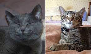 Cat Charity Warns Cat Owners What Clues To Look For To Tell That Their Moggies Are Happy Nature News Express Co Uk