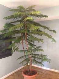 So there i was, browsing through my favorite supermarket last night. Araucaria Heterophylla Norfolk Pine Norfolk Pine Indoor Trees Plant Decor Indoor