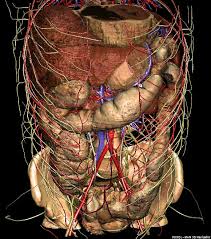 Abdomen human body organ human anatomy stomach png clipart. Three Dimensional Anatomy Of The Abdomen