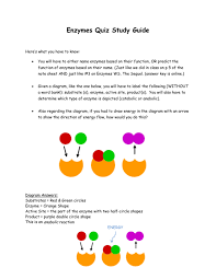 If an elisa has been constructed and developed properly, then the intensity of signal produced when the substrate is added will be directly proportional to the amount of antigen captured in the plate and bound by the detection reagents. Enzymes Quiz Study Guide