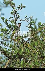 Image result for Eminia antennulifera