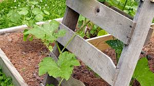 But you need to give those vines a structure to climb so they can spread and bloom. 4 Diy Vegetable Garden Trellises Garden Gate