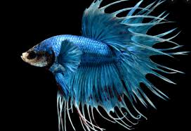 Anda mungkin mengira semua ikan cupang memiliki tampilan dan perilaku yang hampir sama karena dijual dalam wadah terpisah. 7 Jenis Cupang Terpopuler Serta Banyak Diminati Muat Artikel