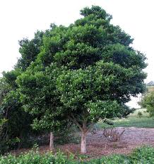 Image result for Psydrax fragrantissima