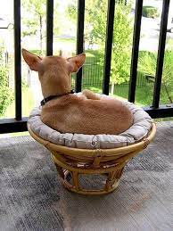 dog chair papasan chair dog bed
