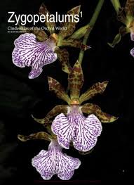 Image result for Zygophlebia villosissima