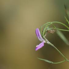 Image result for Dicliptera paniculata