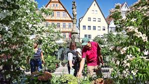Altstadtgarten In Leonberg Ein Marktplatz Der Aufbluht Landkreis Boblingen Stuttgarter Zeitung