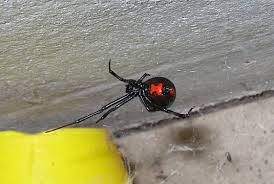 First and second one impressive black velvet tarantula acanthoscurria juruenicola femalefrom peru, unmounted , for all your art projects. Arachnids Of North Carolina