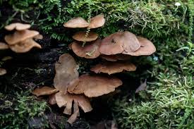 Image result for Crepidorhopalon