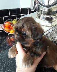 Shih Tzu Puppies For Sale Chicago Il Shih Tzu Puppy Puppies For Sale Chicago Shih Tzu Dog